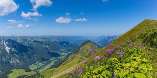 Alpendostyles (Adenostyles) and aconite (Aconitum napellus), on the Wildengundkopf, 2238m, Allgäu