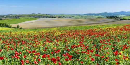 Landscape around San Quirico dOrcia, Val d'Orcia, Orcia Valley, UNESCO World Heritage Site,