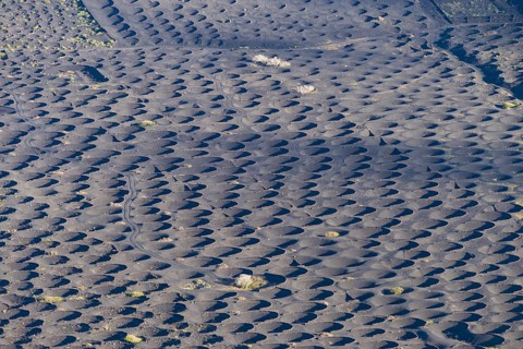 La Geria wine-growing region, Lanzarote, Canary Islands, Spain, Europe