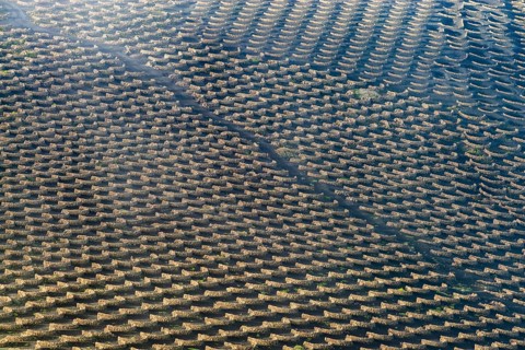 La Geria wine-growing region, Lanzarote, Canary Islands, Spain, Europe