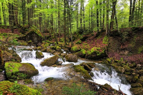 Spring at the Steigbach in the Steigbachtobel near Immenstadt in Oberallgäu, Bavaria, Germany,