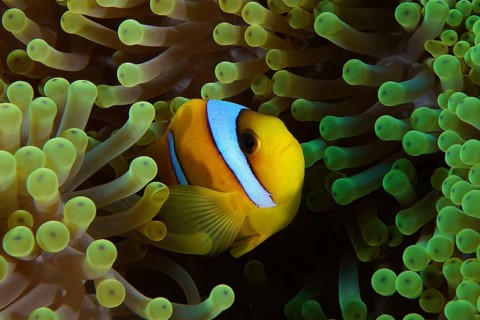 Red sea clownfish (Amphiprion bicinctus), clownfish hiding in a green sea anemone. Dive site