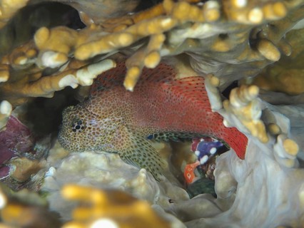 A colourful fish, leopard crested tusk (Exallias brevis), hides between net fire corals (Millepora