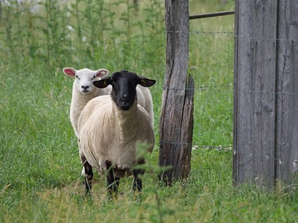 Two sheep, one white and one black, standing side by side in a meadow next to a fence, Borken,