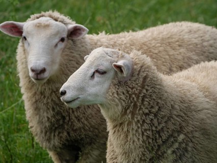 Two sheep with thick wool on a green field, Borken, North Rhine-Westphalia, Germany, Europe