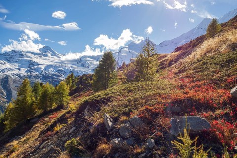 Autumn alpine landscape with snow-covered mountains, green trees and blue sky with clouds, Saas