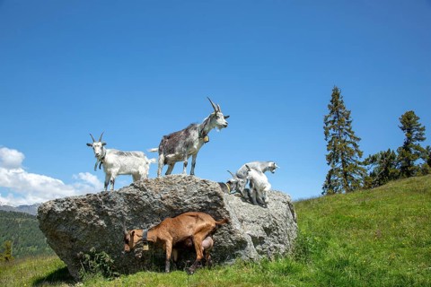 Goats on the Gschneier Alm, Pfundser Schey, Pfunds, Tyrolean Oberland, Austria, Europe