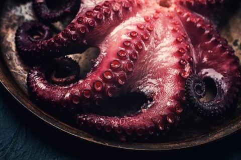 Boiled octopus, close-up, rustic style, no people, top view, close-up