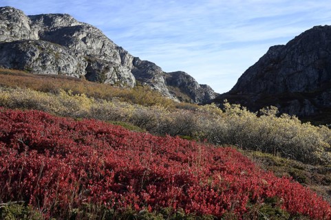 The trees of this forest in the arctic reach max. 1 meter hight