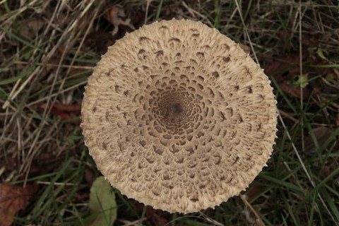 Giant umbrella mushroom, parasol mushroom