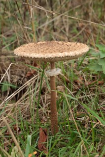 Giant umbrella mushroom, parasol mushroom