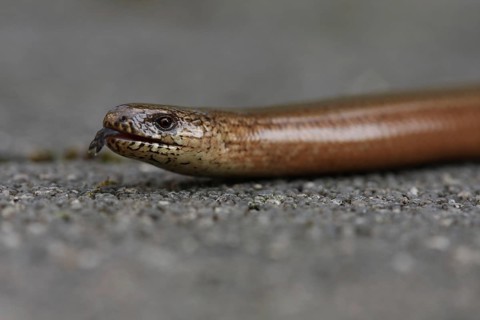 Slow worm, portrait