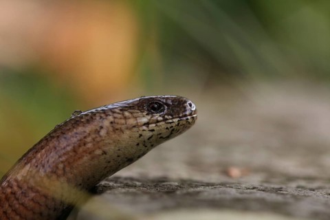 Slow worm, portrait