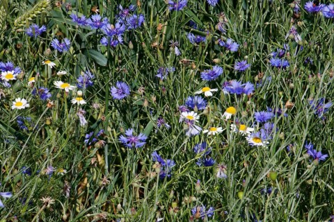 Cornflowers and camomile