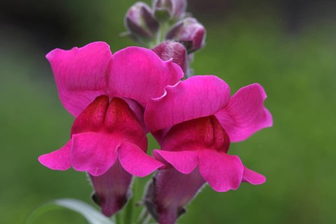 Snapdragon