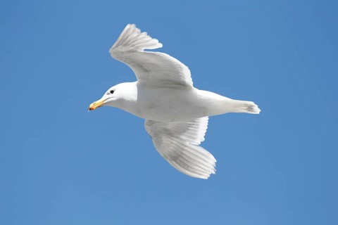 Glaucous winged gull, in flight