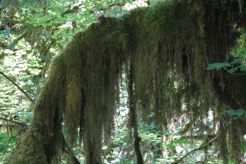 Mosses on a tree, Hoh Rain Forest WA