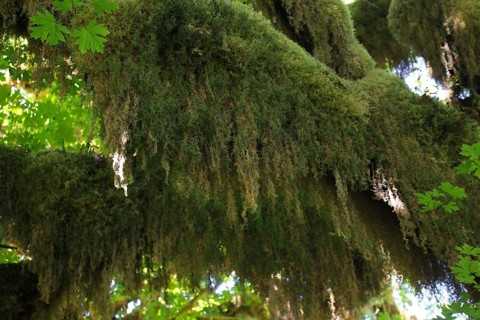 Mosses on a tree, Hoh Rain Forest WA