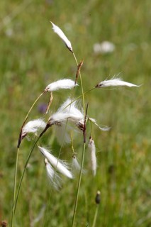 Broad leaved cotton grass, eriophorum latifolium