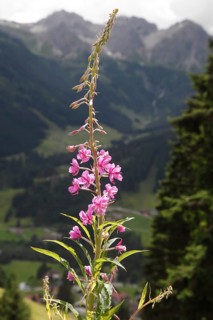 Woodland willowherb, epilobium angustifolium