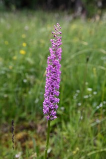 Gymnadenia conopsea, gymnadenia conopsea