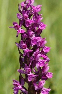 Stately orchid, orchis mascula