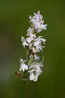 Moorland spotted orchid, white-flowered form, dactylorhiza maculata