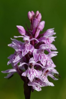 Moorland spotted orchid, dactylorhiza maculata