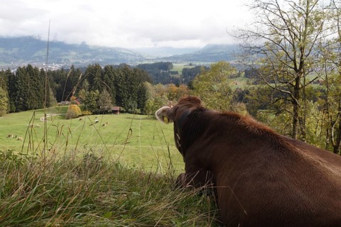 View of the Illertal with cow, Allgäu Braunvieh