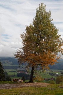 Hikers rest under an old tree in autumn colours