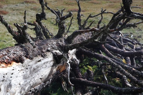 Fallen old tree on the Hornergruppe