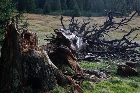 Fallen old tree on the Hornergruppe
