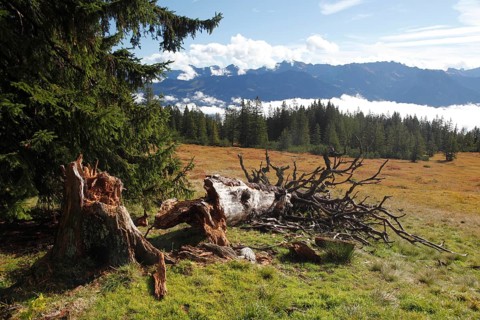 Fallen old tree on the Hornergruppe