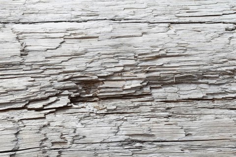 Driftwood on the Pacific coast