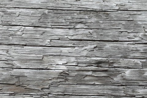 Driftwood on the Pacific coast