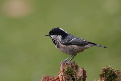 Fir tit