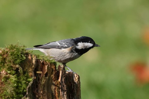 Fir tit