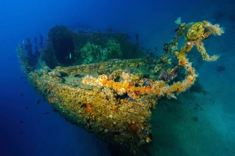 View of front bow of small shipwreck partly overgrown with yellow cluster anemones (Parazoanthus