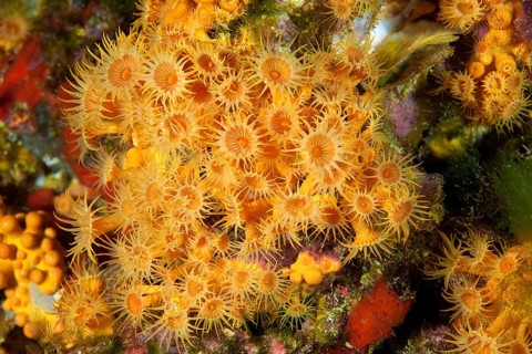 Colony of passively toxic poisonous marine Yellow cluster anemones (Parazoanthus axinellae),