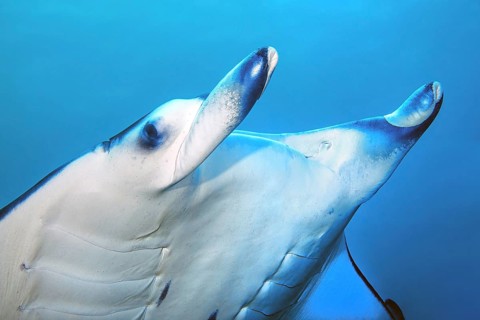 Close-up of head of manta ray (Manta) with rolled up head flaps, Indian Ocean, Pacific Ocean