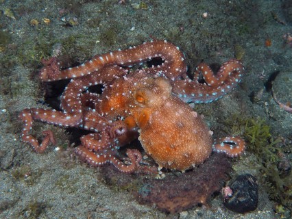 Callistoctopus macropus (Callistoctopus octopus macropus) at night on the seabed. Dive site El
