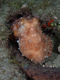 Portrait of Callistoctopus macropus (Callistoctopus octopus macropus) . Dive site El Cabron Marine