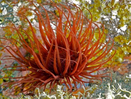 Bright red cylinder rose (Cerianthus membranaceus) in an underwater landscape. Dive site Malpique,