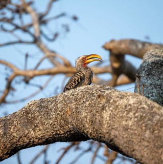 Red-ringed Hornbill (Tockus leucomelas) sitting on a tree trunk against a blue sky, Kruger National