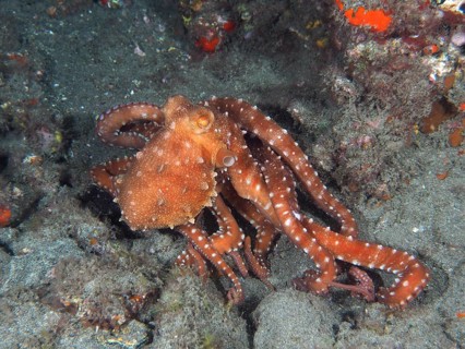 Callistoctopus macropus (Callistoctopus octopus macropus) moving across the seabed. Dive site El