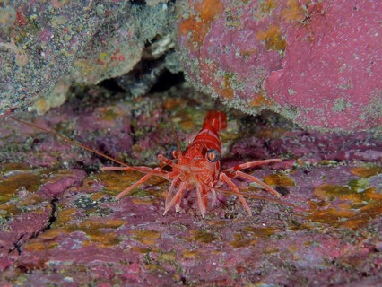 Red dancing shrimp (Cinetorhynchus rigens) between colourful rocks. Dive site Los Cancajos, La