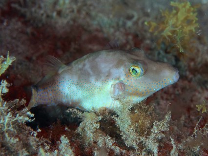 Sleeping pointed pufferfish (Canthigaster rostrata) at night. Dive site El Cabron Marine Reserve,