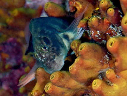Red-lipped blenny (Ophioblennius atlanticus atlanticus) on golden sponge (Aplysina aerophoba) .