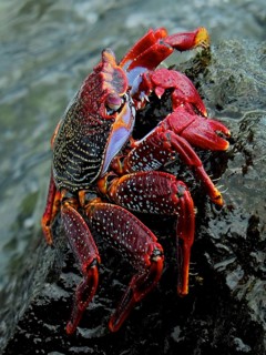 Red rock crab (Grapsus adscensionis) sitting on a rock by the sea. Puerto de Mogan, Gran Canaria,