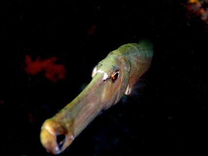 Atlantic cornetfish (Aulostomus strigosus) in a dark environment. Dive site Puerto Naos, La Palma,